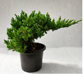 Juniper Procumbens Nana Unfinshed Bonsai